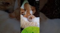 NEW Animal sounds effect.Kittens / Звуки животных.Котята.