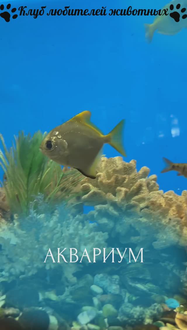 Аквариум