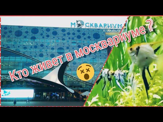 Москвариум , подводный мир (Moskvarium, oceanarium in Moscow)