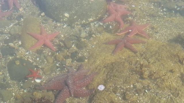 Звездное море. )