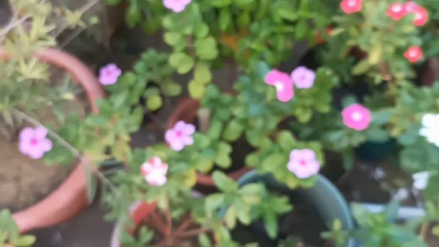 Petunia seeds Giveaway -1 /Free Seeds Giveaway #asansolgarden #seeds #giveaway