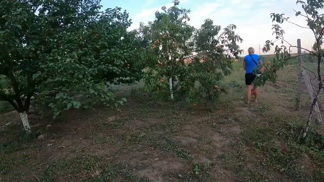 ПЕРЕБРАЛА ВСЮ ПЛИТКУ  КОШУ ТРАВУ В САДУ