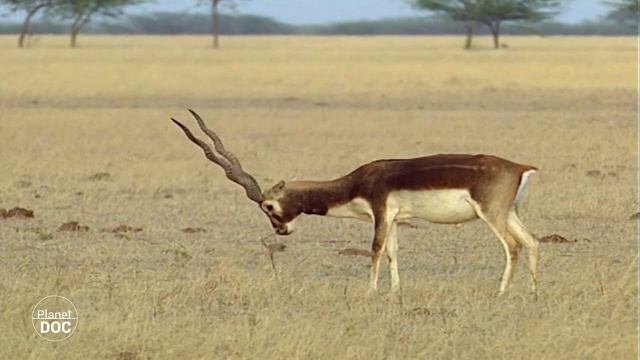 Little Rann Desert (India) - Part 2