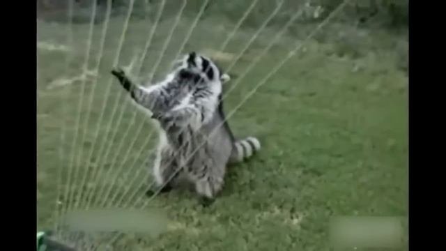 смеялся над  этим видео весь день