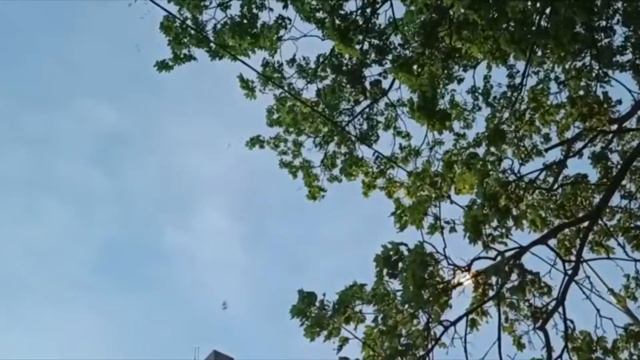 Нашествие ХРУЩЕЙ (Melolontha)  The Invasion of the Khrushchys (Melolontha)