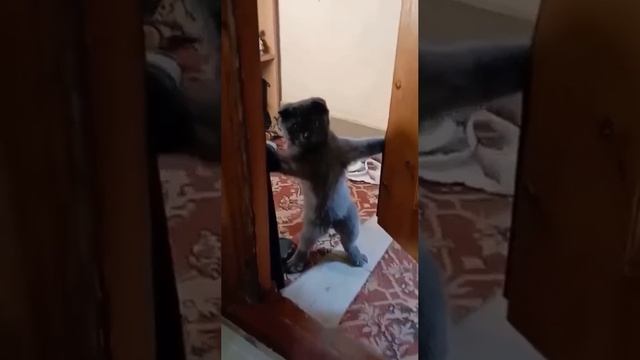 ПОВЕСТКА