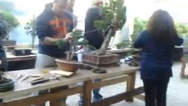 Centro Bonsai HANAZONO. Roma Via Cassia km 24.300