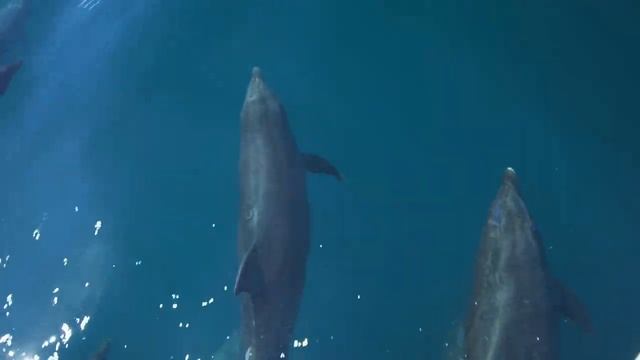 Dolphins Healing Sounds Underwater ♬♫