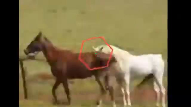 Real Horse meeting xxx