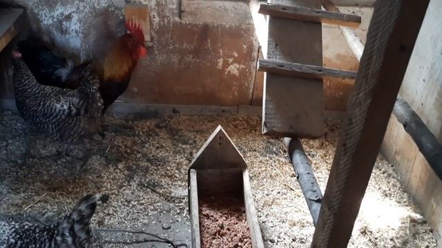 Цыплята и их родители каков результат...
