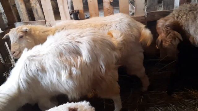 У нас пополнение 🐐🐐 #козы #хозяйство #овцы