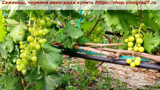 Парад окрашивания ультраранних ГФ винограда 2 июля 2024 года. ГФ винограда Прима Украины