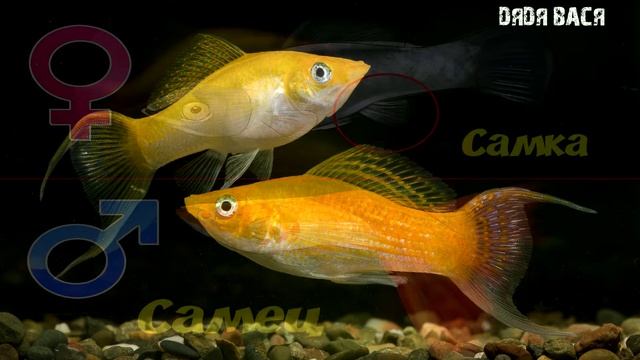 КАК ОПРЕДЕЛИТЬ ПОЛ У ЖИВОРОДЯЩИХ РЫБОК! Как отличить самца от самки живородящих рыбок!