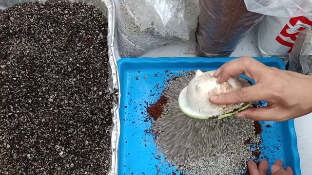 DIY or Ready-Made Soil Potting Mix For Succulents? Side By Side Comparison - Saan Mas Makakatipid?
