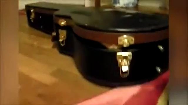 Коты и чехол от гитары