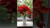 Цветы, тюльпаны, в вазе, на окне, на подоконнике, Тула