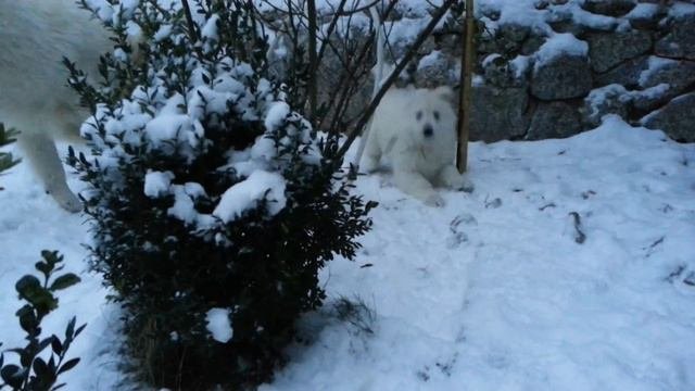 White Suisse Shepherd Puppy