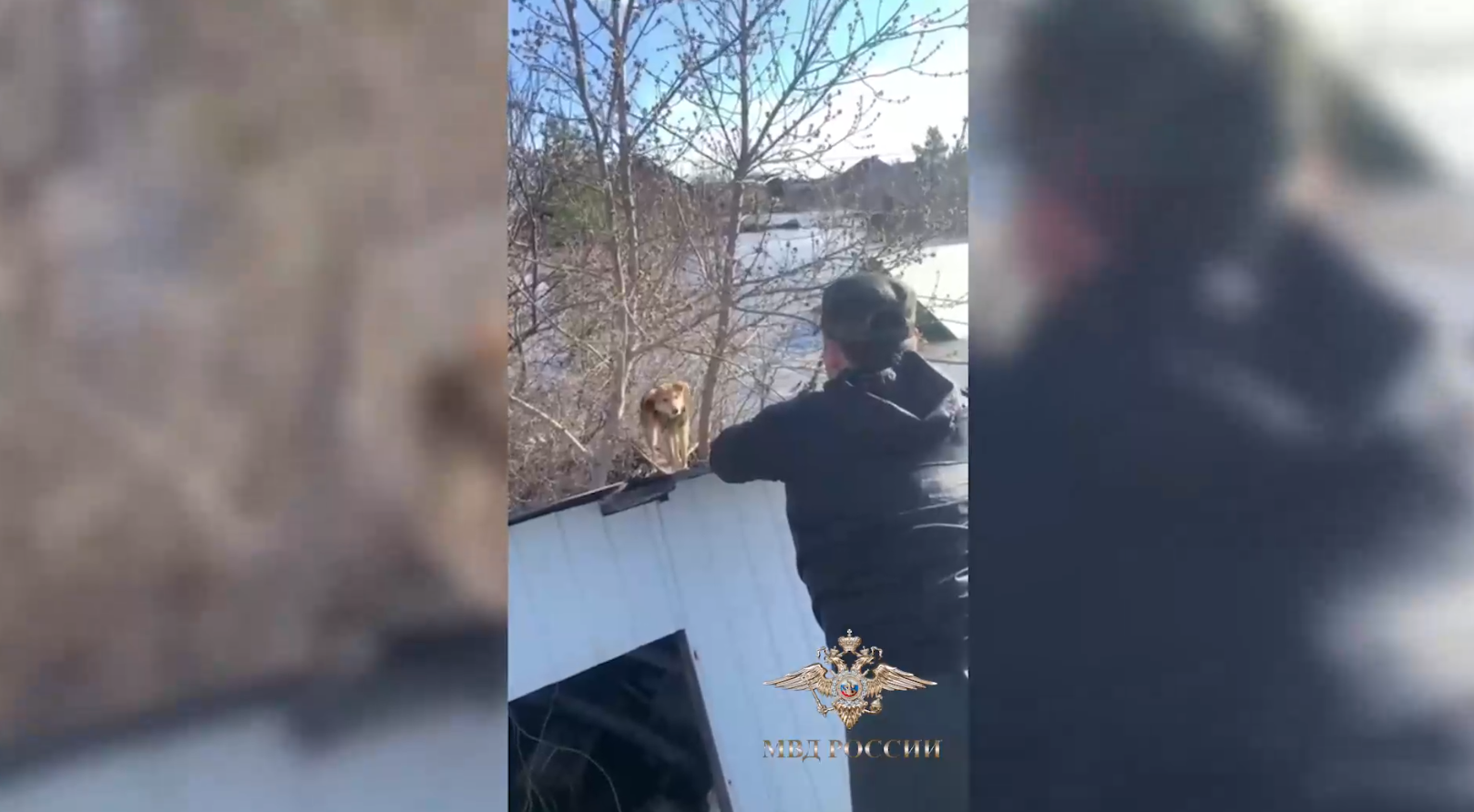Полицейские оказали помощь гражданам при спасении собак, находившихся в опасности из-за наводнения
