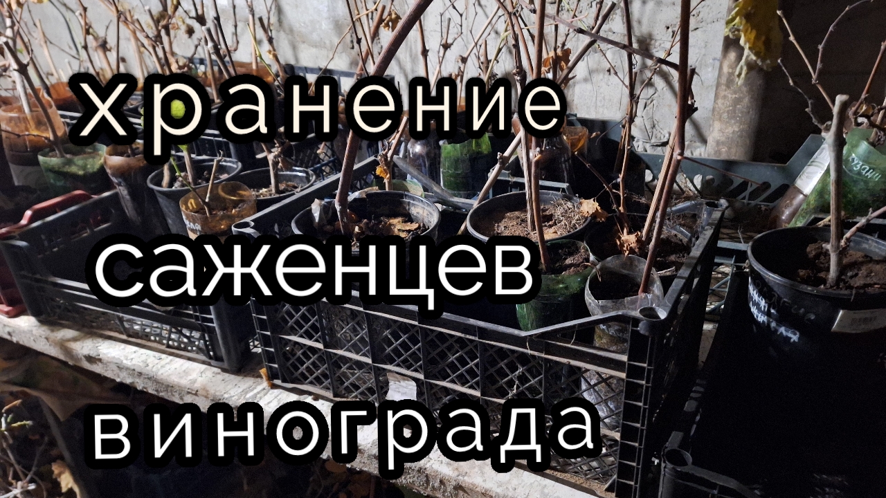 как я храню саженцы и черенки винограда