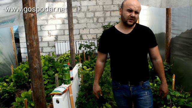 Уход за Гортензией. Как бороться хлорозом?/Догляд з Гортензією. Як боротись хлорозом?