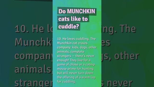 Does a Munchkin cat shed a lot?