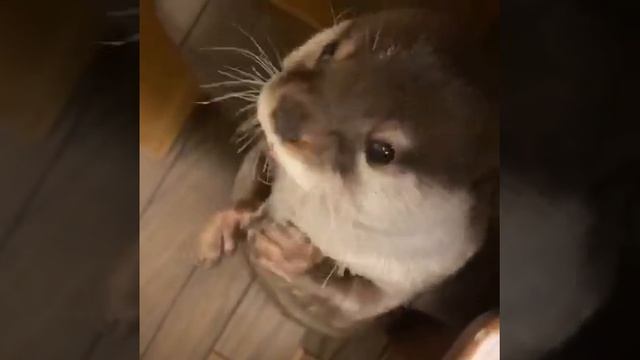 Вкусняшка.mp4