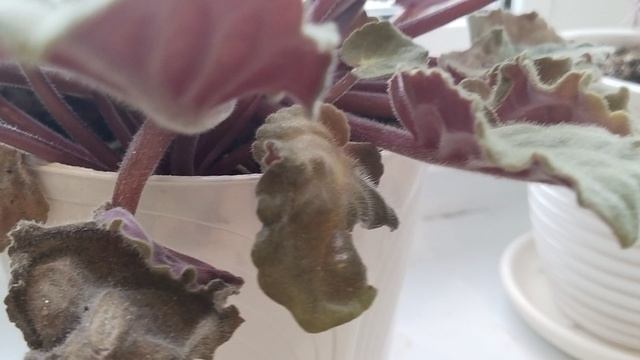 video_20240120_104659.mp4