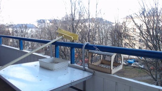 Прямая трансляция из кормушки для птиц :)