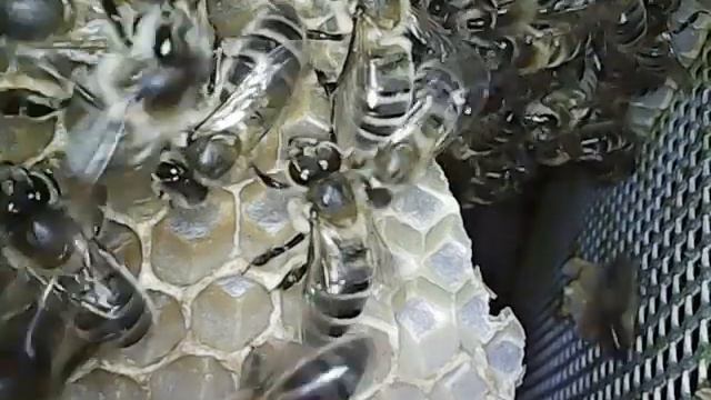 Bijenkast inspectie met endoscoop