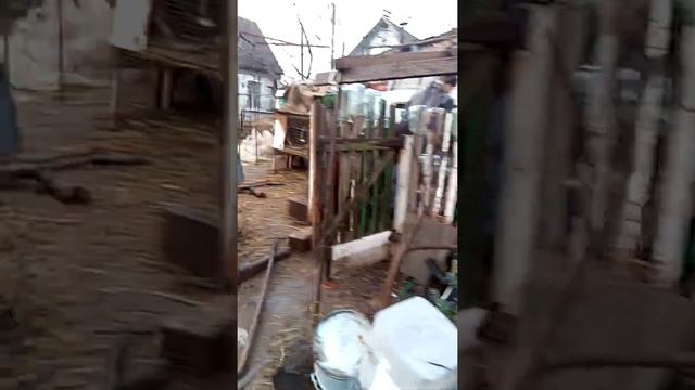 Как у бабушки живут нутрии