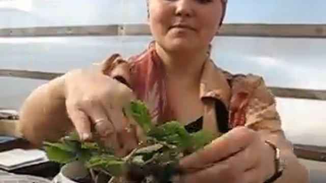 Получили посылку "спящей" рассады земляники весной. Что дальше?Способ 1.