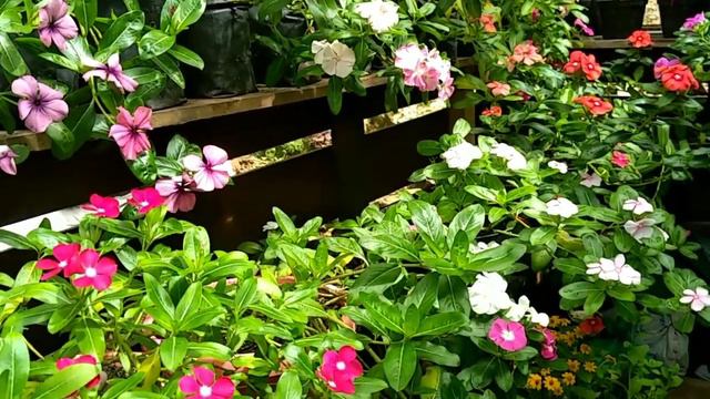 How To Pollinate Petunia Flowers To Produce Quality Seeds || Penyerbukan Bunga Petunia
