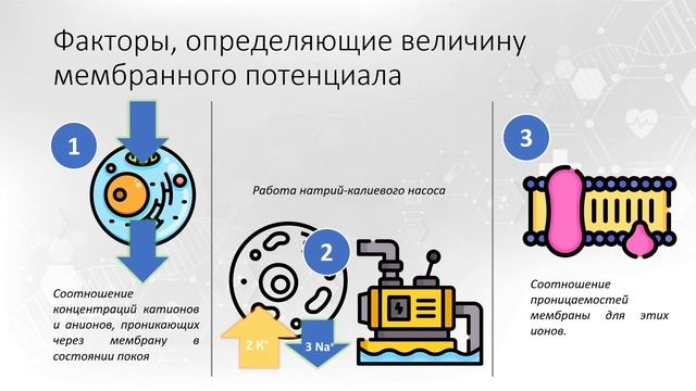 Тема 1. Возбудимые ткани. Вопрос 4.