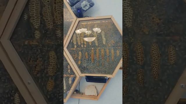 Парень соорудил стеклянный улей, чтобы наблюдать за пчёлами прямо у себя в комнате!