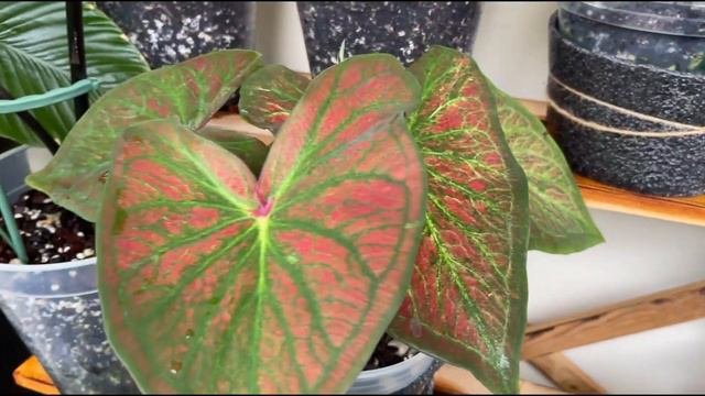 Week 8 - Outdoors - Almost Full House! New Plants IN!  - Aroids Weekly Update Series