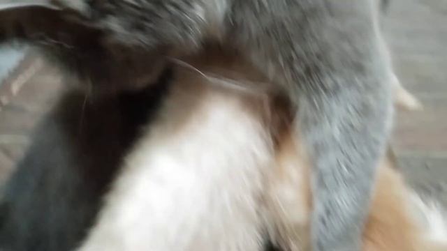 Кошка поймал большую крысу приколы