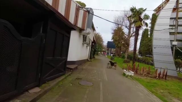 На Сочинских улицах. Белочка на даче Сталина.