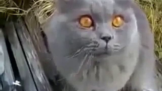 Как кота научить разговаривать
