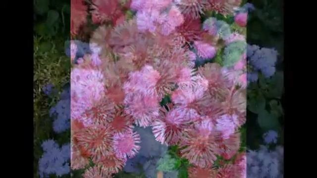 Агератум мексиканский - Ageratum mexicanum.Любимые цветы и растения