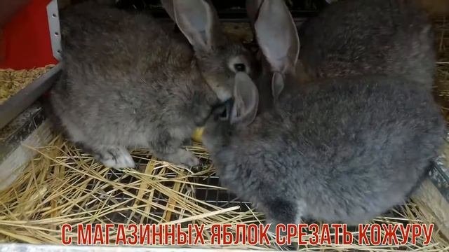 Кролики и яблоки: можно ли давать магазинные?