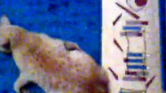 кот спит.mp4