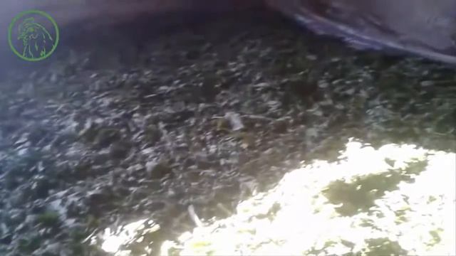 Заготовка крапивы на зиму