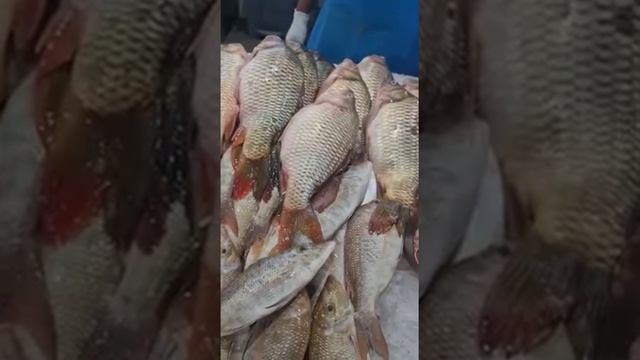 Сазан против Акулы! Дубаи цены на рыбы. Балык багасы.