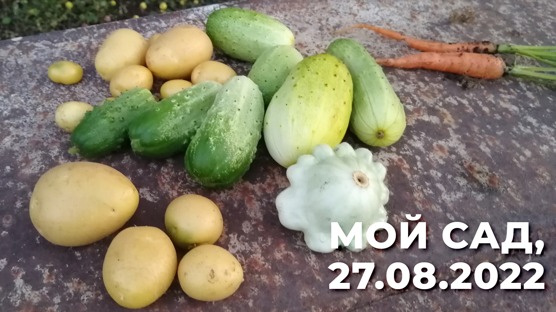 Мой сад, 27 августа