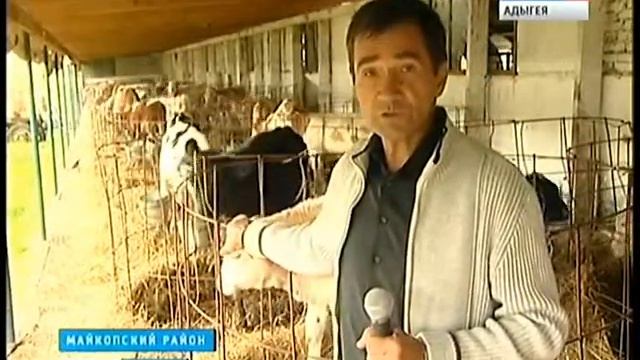 Животноводы Адыгеи готовятся к зимовке крупного рогатого скота
