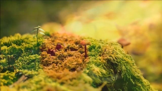 смотреть на весь экран.красивые макрофото под музыку.цветы