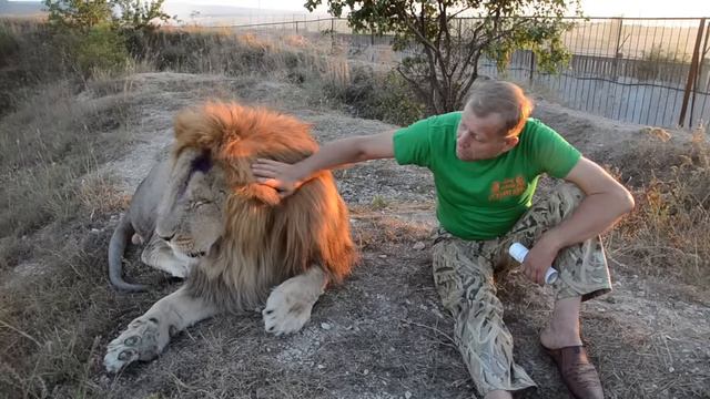 Слабонервным не смотреть или как я  ЛЕЧИЛ ЛЬВА - ВОЖАКА! How I treated the lion-leader!