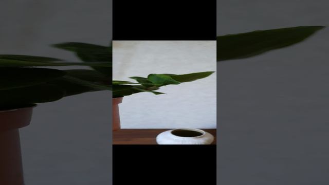 Традесканция зеленая приречная