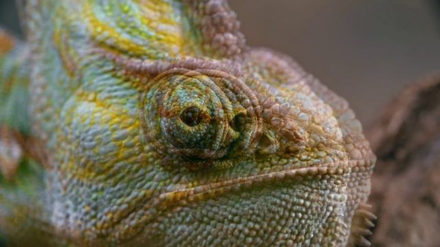VIDEO✨ASMR CHAMELEON Focus& relax in sec| stopping thinking|ПРОТЕСТИРУЙТЕ моментально  Фокус&Релакс