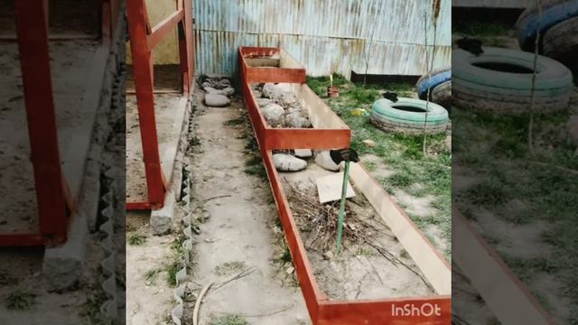 курятник своими руками